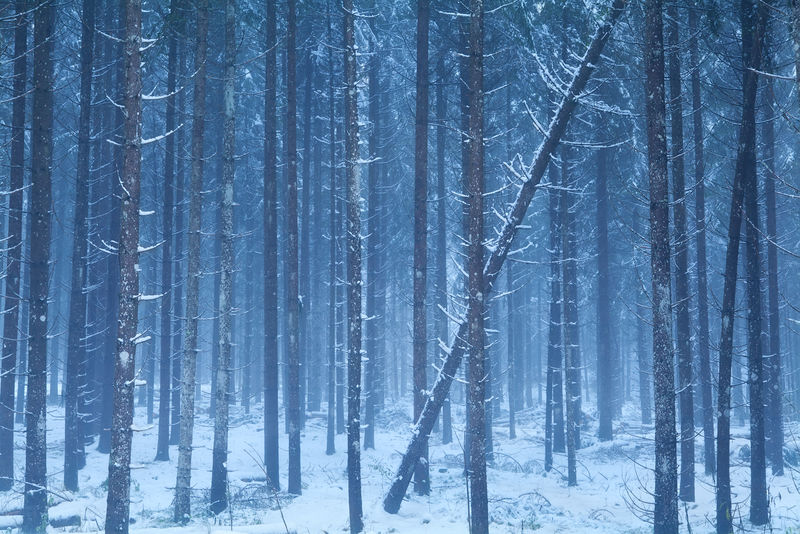 雾雪针叶林