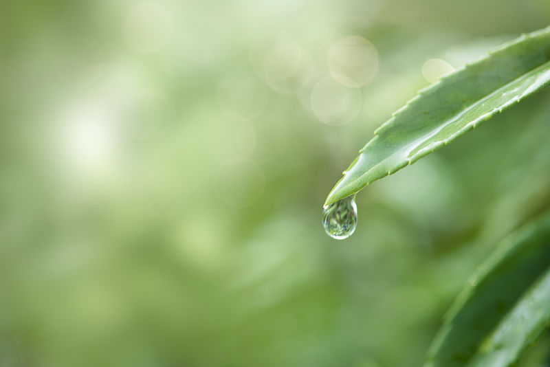 叶子上的水滴