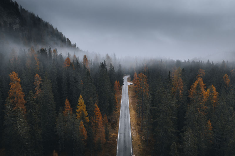 秋天雾蒙蒙的针叶林的无人机视图