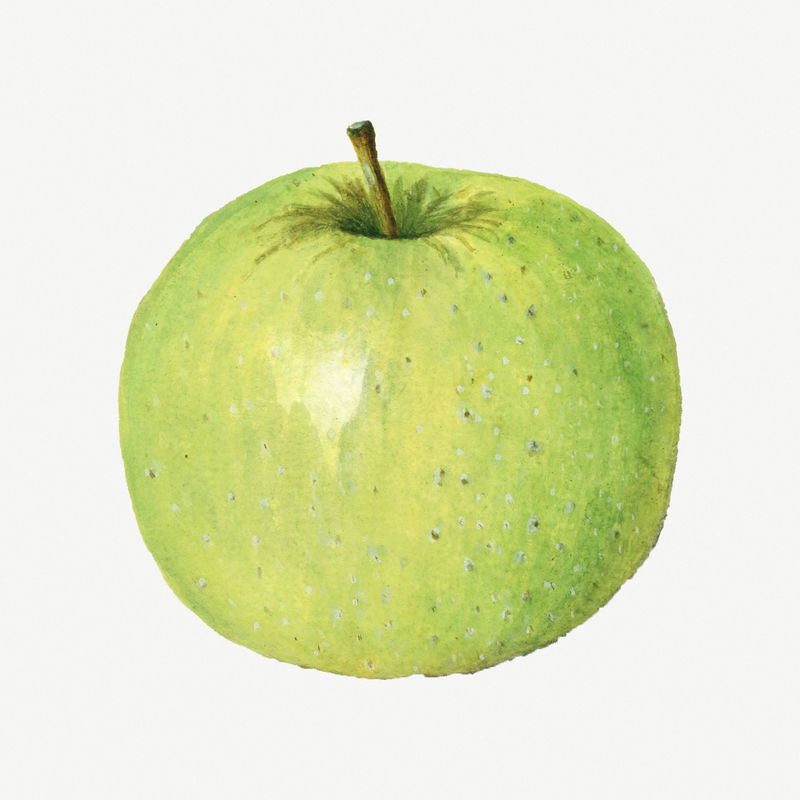 复古青苹果插图模型