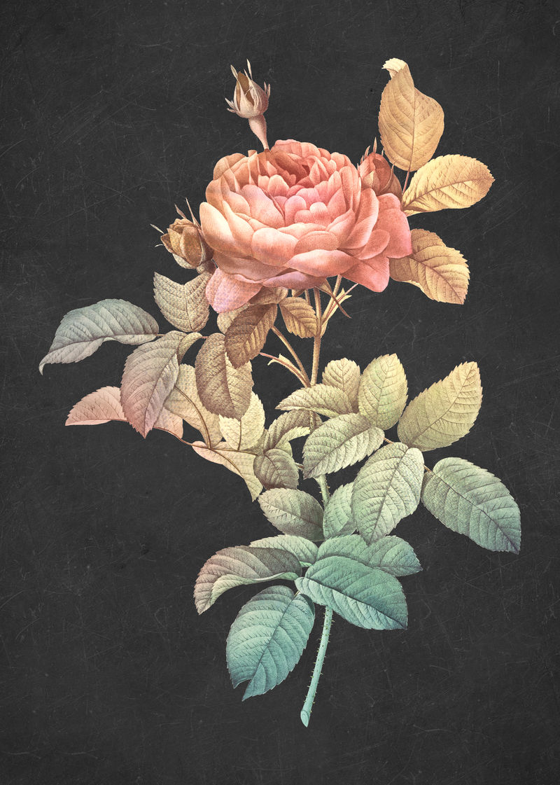 Rose vintage墙画印刷海报设计由Pierre Joseph Redout原创作品混合而成\u0026eacute；