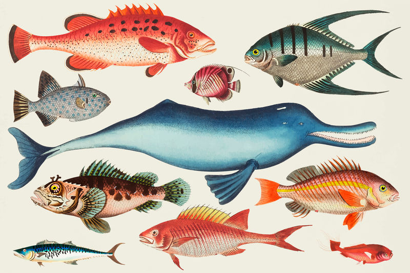 Vintage fish vector彩色贴纸套装