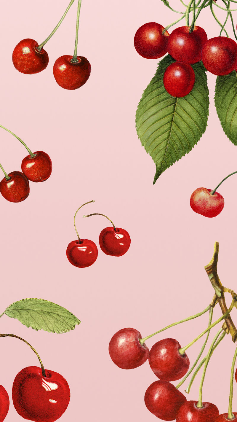 手绘天然新鲜红樱桃粉红色背景插图