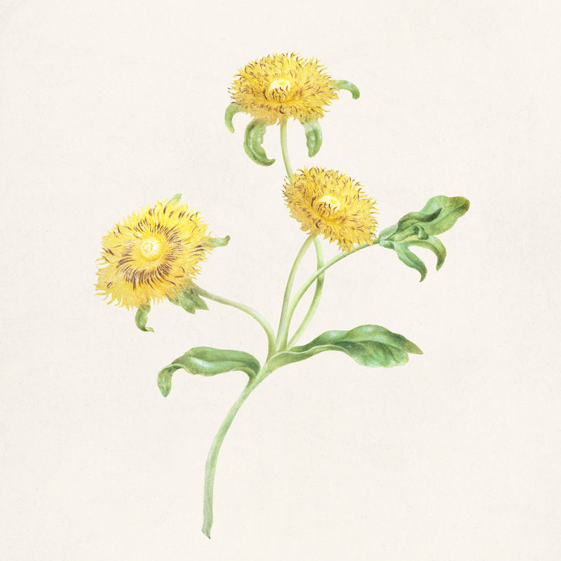 三朵黄花植物插画模板