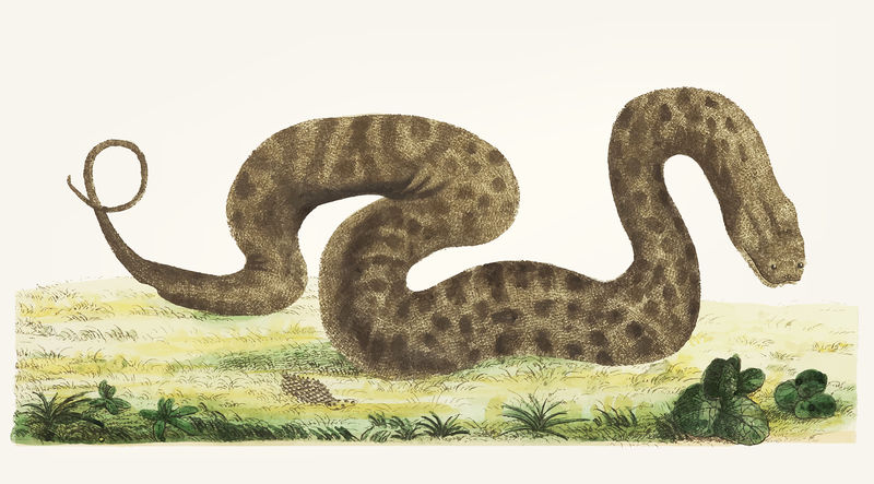 疣蛇的经典插图