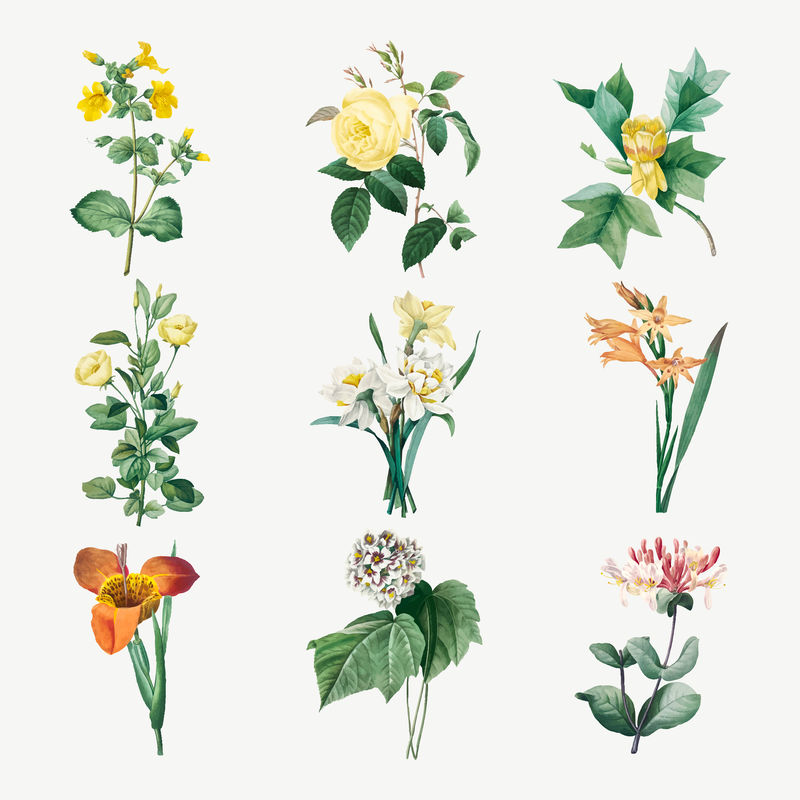 植物花卉矢量艺术印刷集由皮埃尔·约瑟夫·雷多特的艺术作品混合而成\u0026eacute；