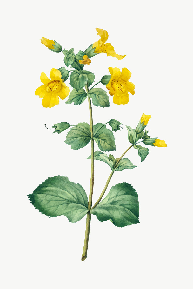 Mimulus flower vector复古植物艺术印刷品由Pierre Joseph Redout的艺术作品混合而成\u0026eacute；