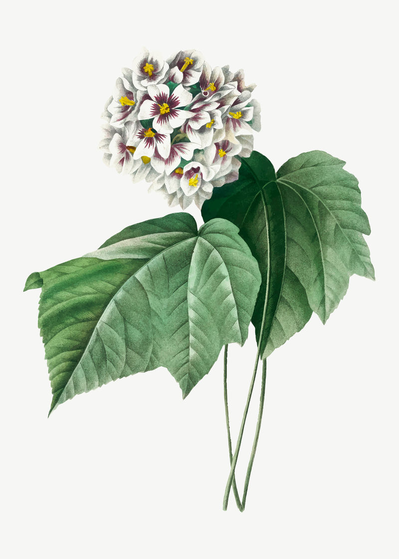 Dombeya Amelia flower vector复古植物艺术印刷品由Pierre Joseph Redout的艺术作品混合而成\u0026eacute；