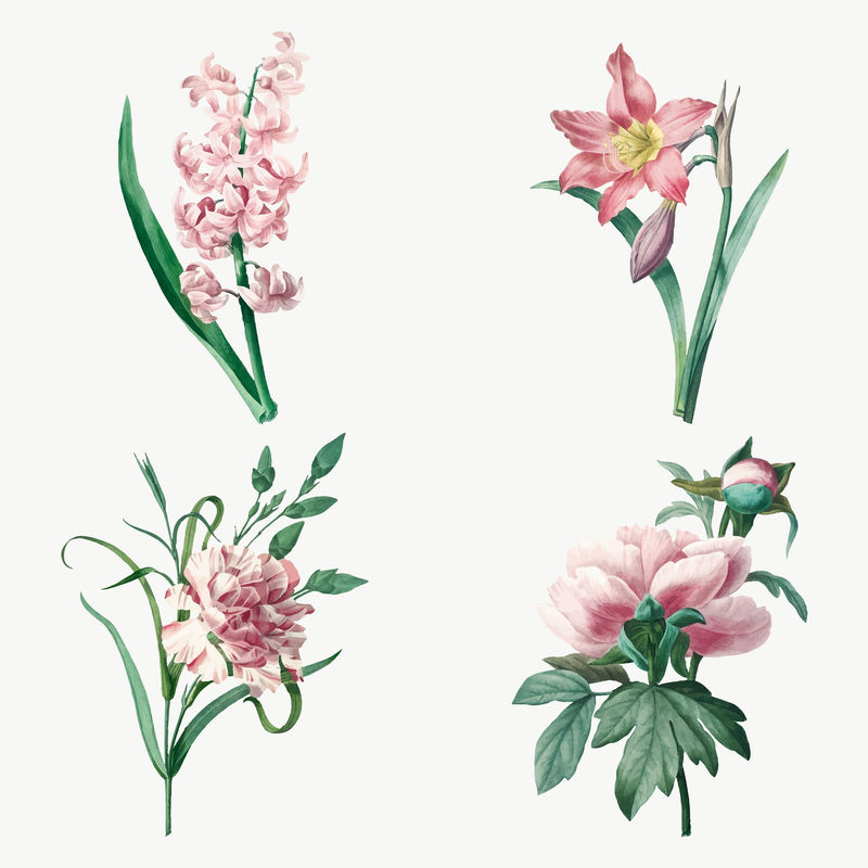 植物粉色花朵矢量艺术印刷套装由Pierre Joseph Redout的艺术作品混合而成\u0026eacute；