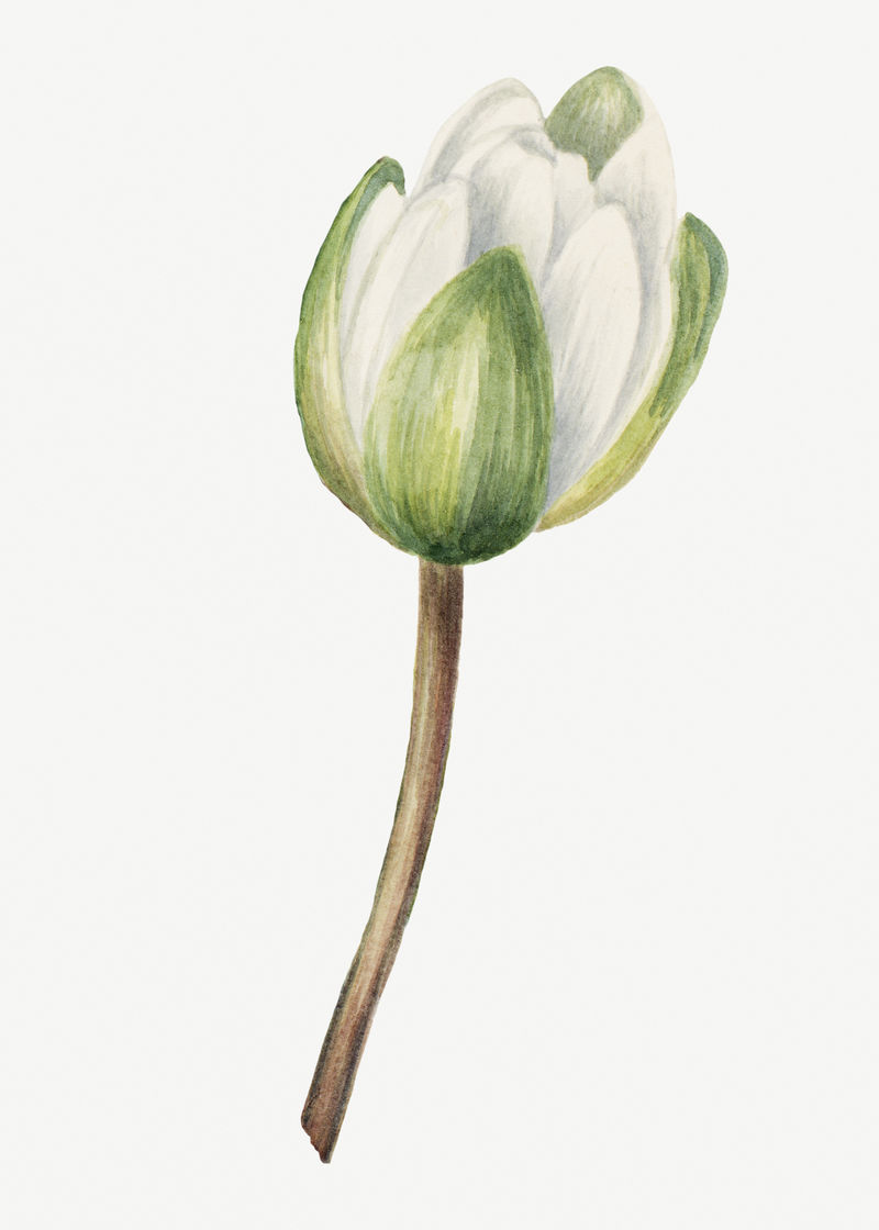 白色美国睡莲花蕾植物插画水彩画