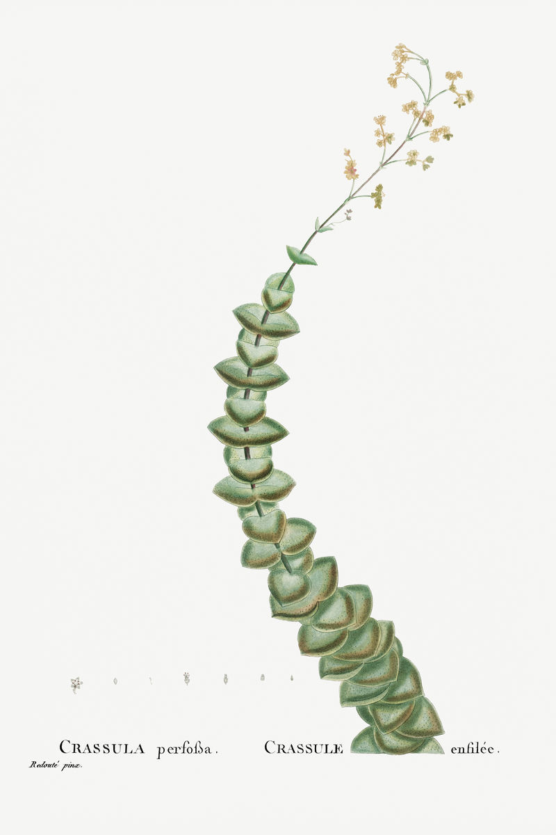 手绘Crassula Performata（一串按钮）插图