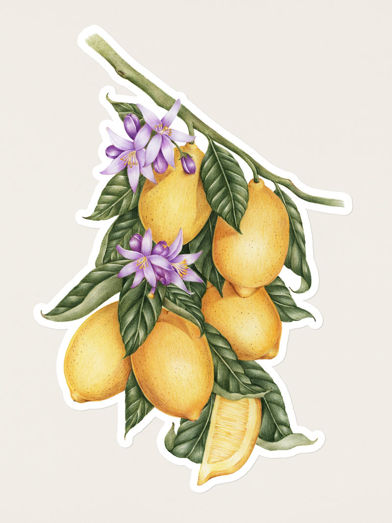 手绘柠檬水果贴纸白色背景上有白色边框