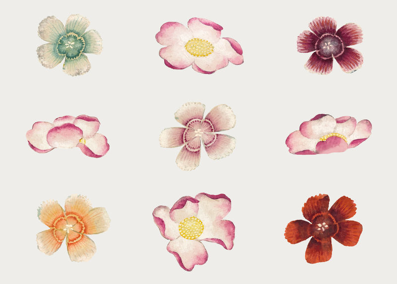中国花矢量锦葵和甜威廉集从张若爱的艺术作品混音
