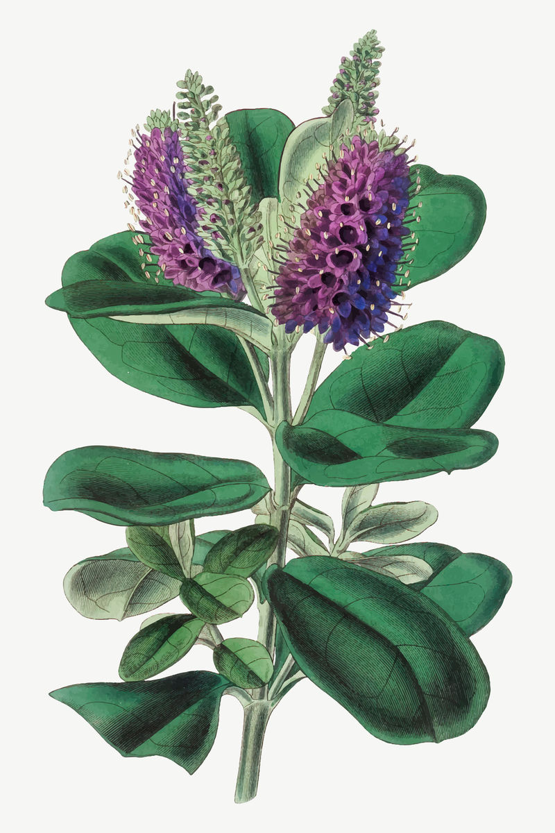 复古紫色艳丽hebe花朵矢量插图由Walter Fitch的艺术作品混合而成