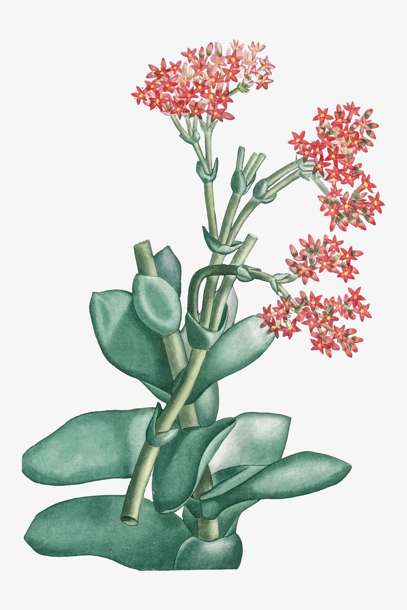 Vintage Rochea Falcata（螺旋桨装置）插图