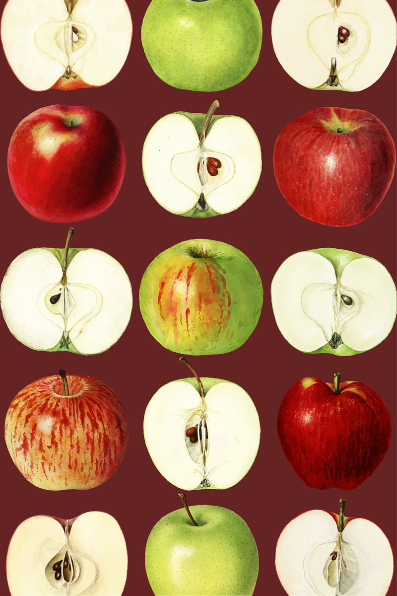 红色背景向量上的手绘红苹果
