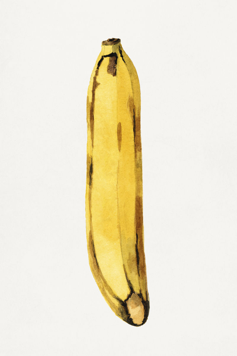 复古香蕉插画模型