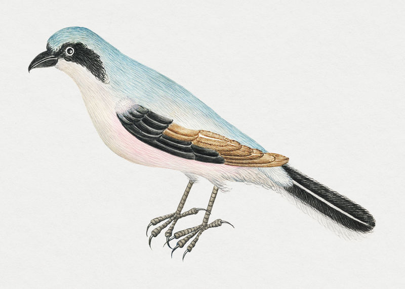 复古鸟psd插图从18世纪的艺术作品从史密森档案混合
