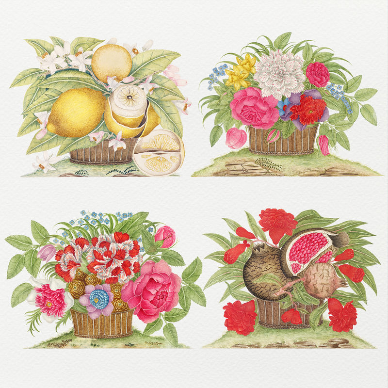 复古花篮和水果插图集从18世纪的艺术作品从史密森档案混合