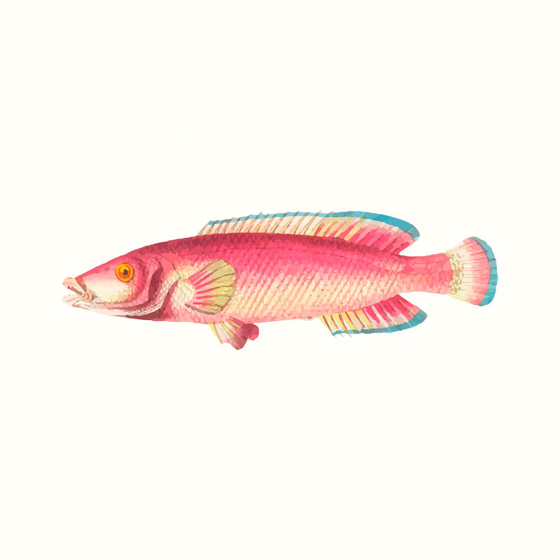 复古红唇鱼矢量插图从公共领域的艺术品混合