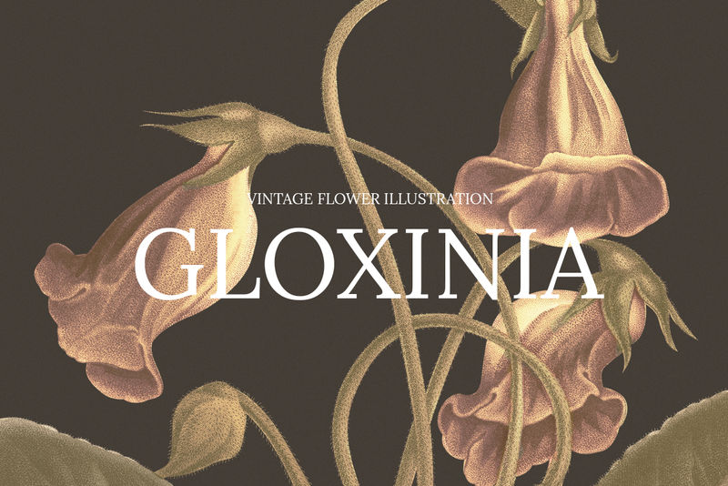 花卉网页横幅模板psd与gloxinia花卉背景重新混合从公共领域的艺术作品