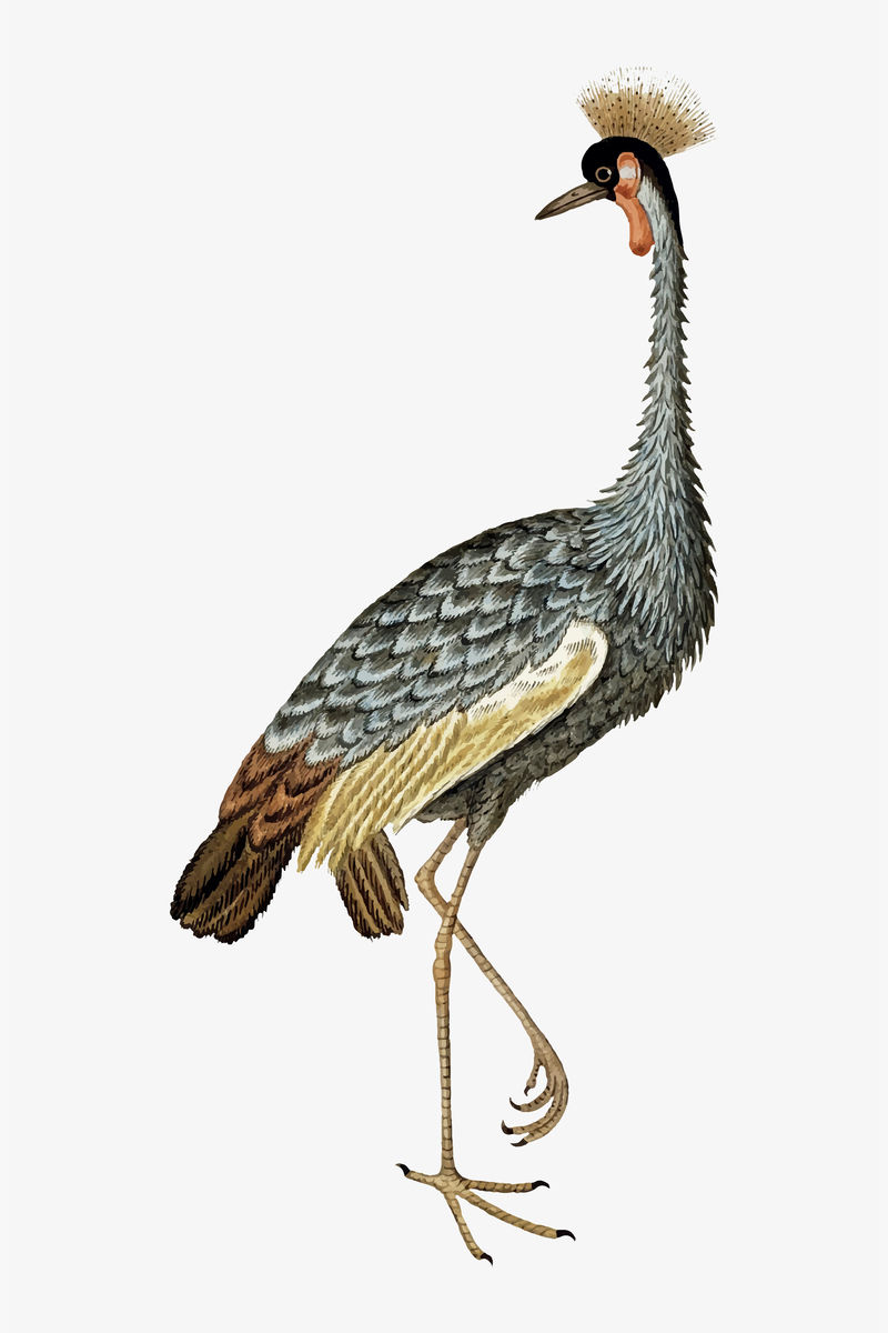 灰冠鹤矢量古董水彩动物插图从罗伯特雅各布戈登的艺术作品混合
