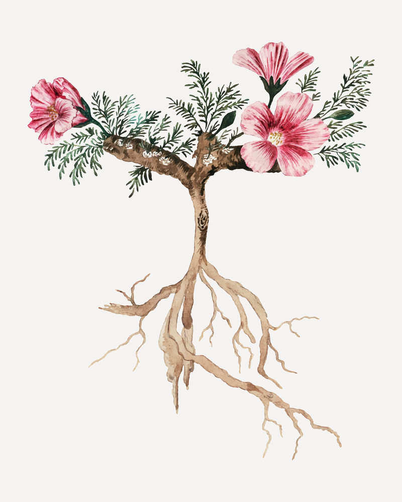 Monsonia multifidum vector复古花卉插画集由Robert Jacob Gordon的艺术作品混合而成