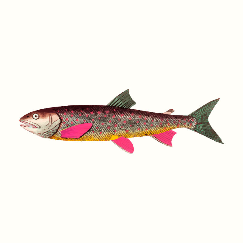 复古鳟鱼矢量插图从公共领域的艺术品混合