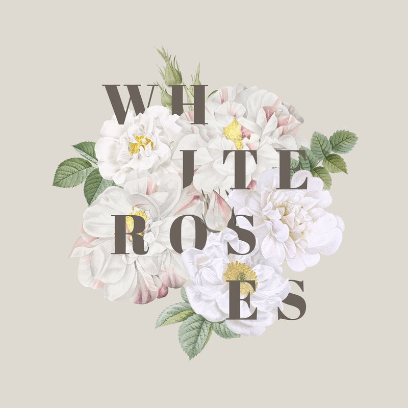 绽放的白玫瑰设计元素插画