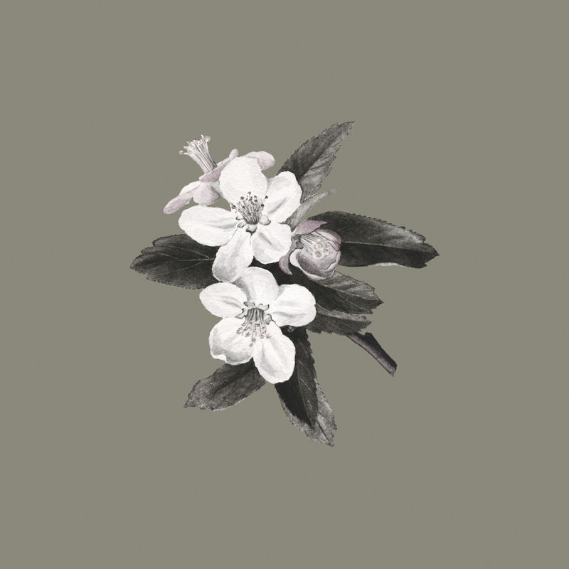 暗绿色背景上的手绘海棠花