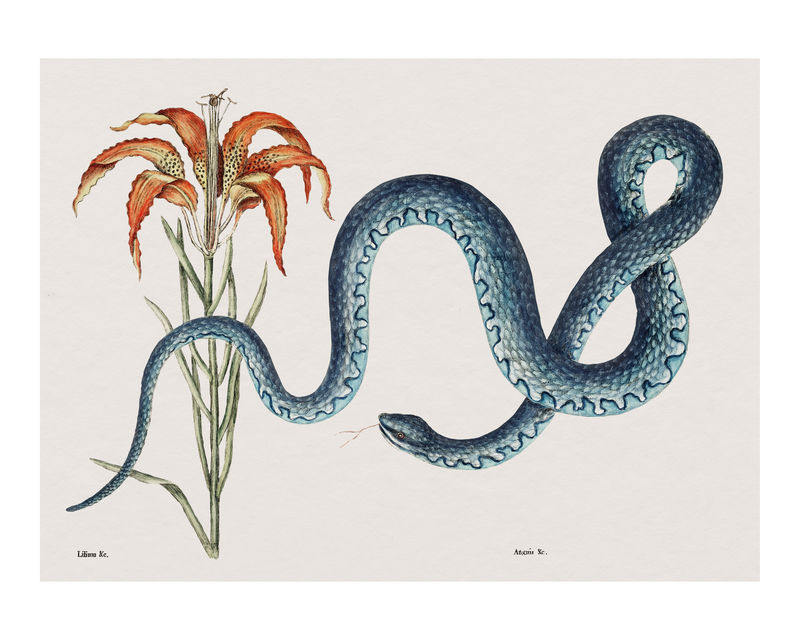 Wampum snake（Anguis）复古墙画印刷海报设计混音自原始艺术品Mark Catesby