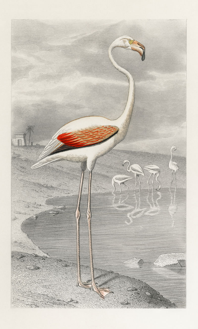 白色火烈鸟在其自然栖息地复古插图混音从原始艺术品