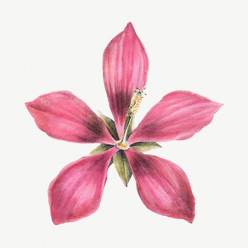 复古粉色ketmia花卉设计元素