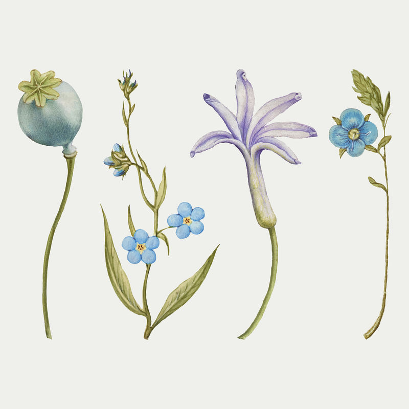 Blue flower vector植物插图集摘自书法范本Joris Hoefnagel和Georg Bocskay