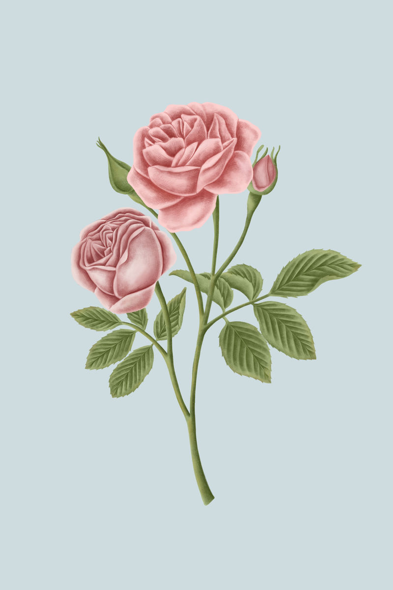 复古玫瑰花手机壁纸插图模型