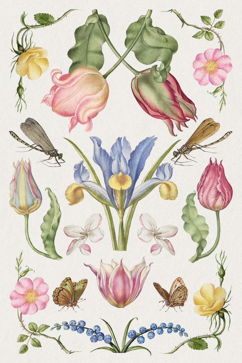 手绘花卉插画集从书法模型书乔里斯霍夫纳格尔和乔治博茨凯混音