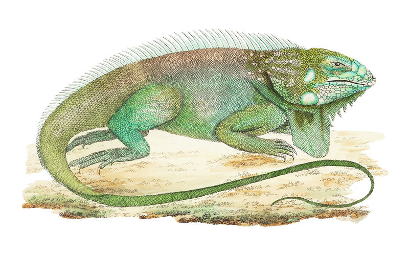 鬣蜥或鬣蜥的复古插图