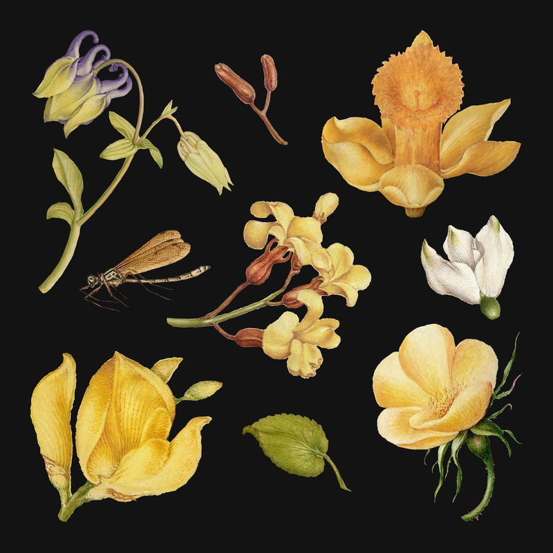 植物手绘复古花卉载体黑色背景由乔里斯·霍夫纳格尔和格奥尔格·博茨凯的书法模型书混合而成
