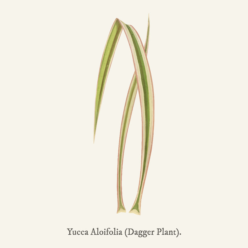 dagger plant（yucca aloifolia variecata）found in\u003ca href=\