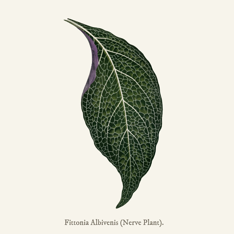 Nerve Plant（Fittonia Albivenis）found in\u003ca href=\