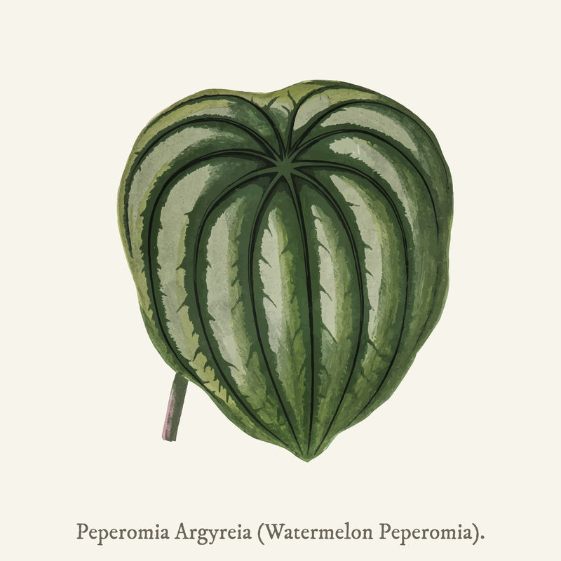 Pepper Elder（Peperomia Aroypeia）found in\u003ca href=\