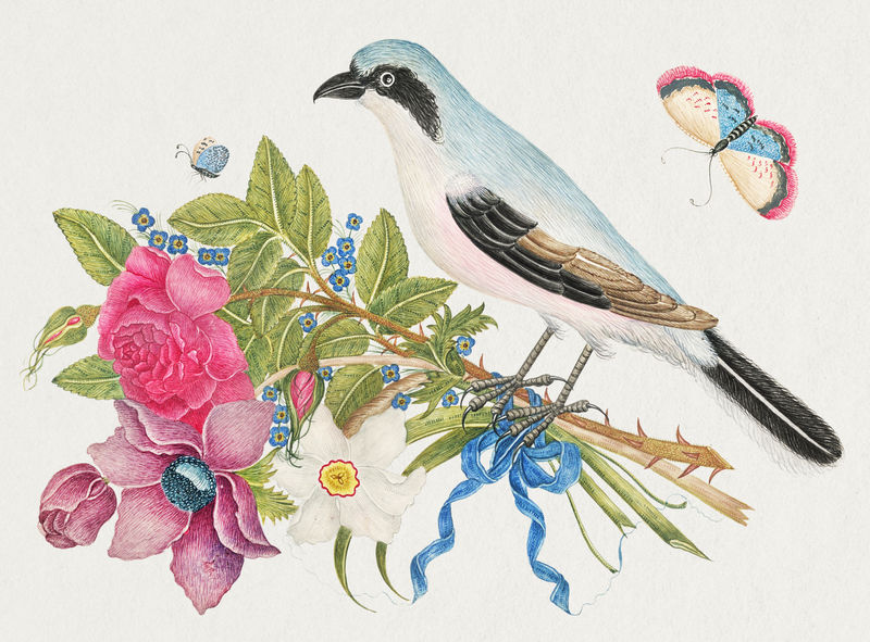 复古鸟和花的插图从18世纪的艺术作品从史密森档案混合
