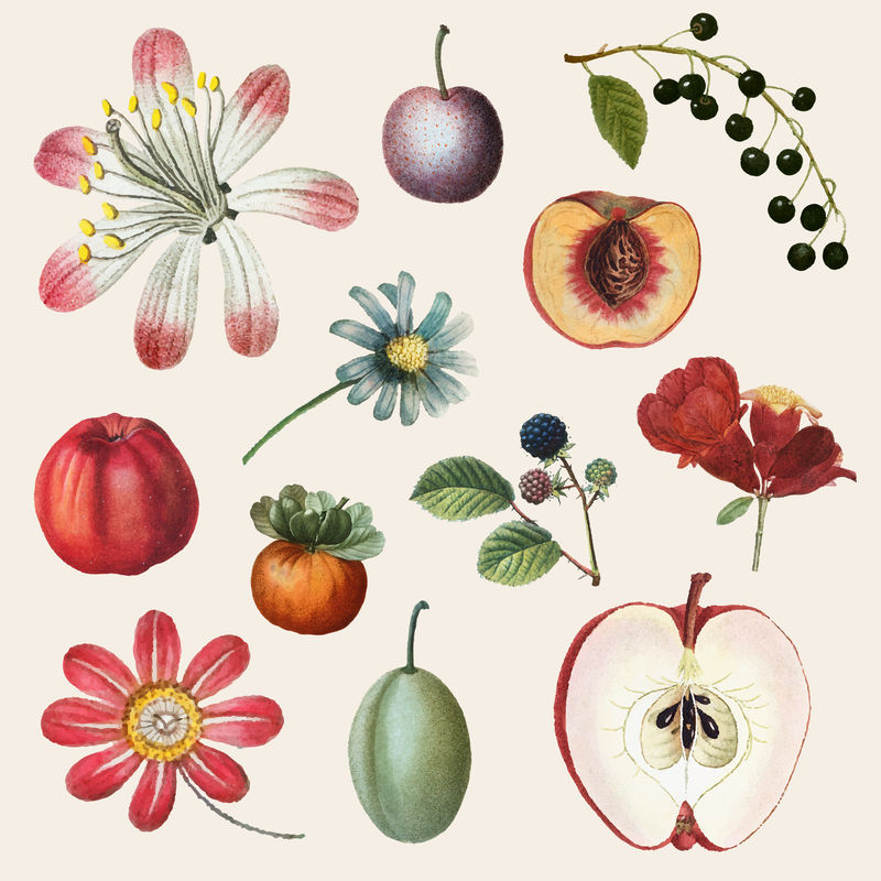 水果和花卉psd复古套装手绘插图