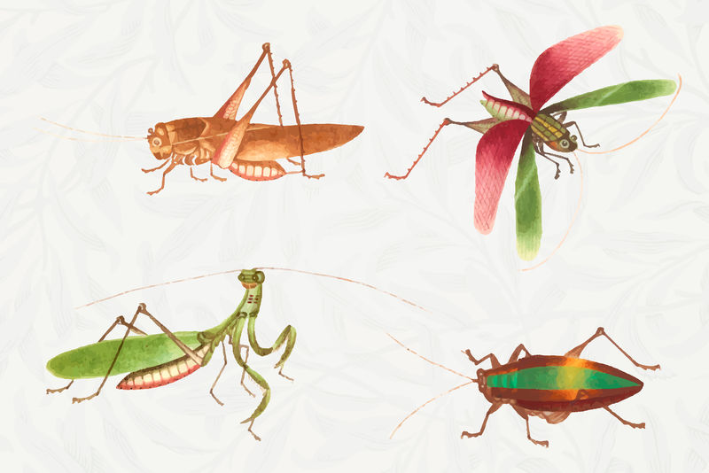 蚱蜢和臭虫复古绘画收集矢量
