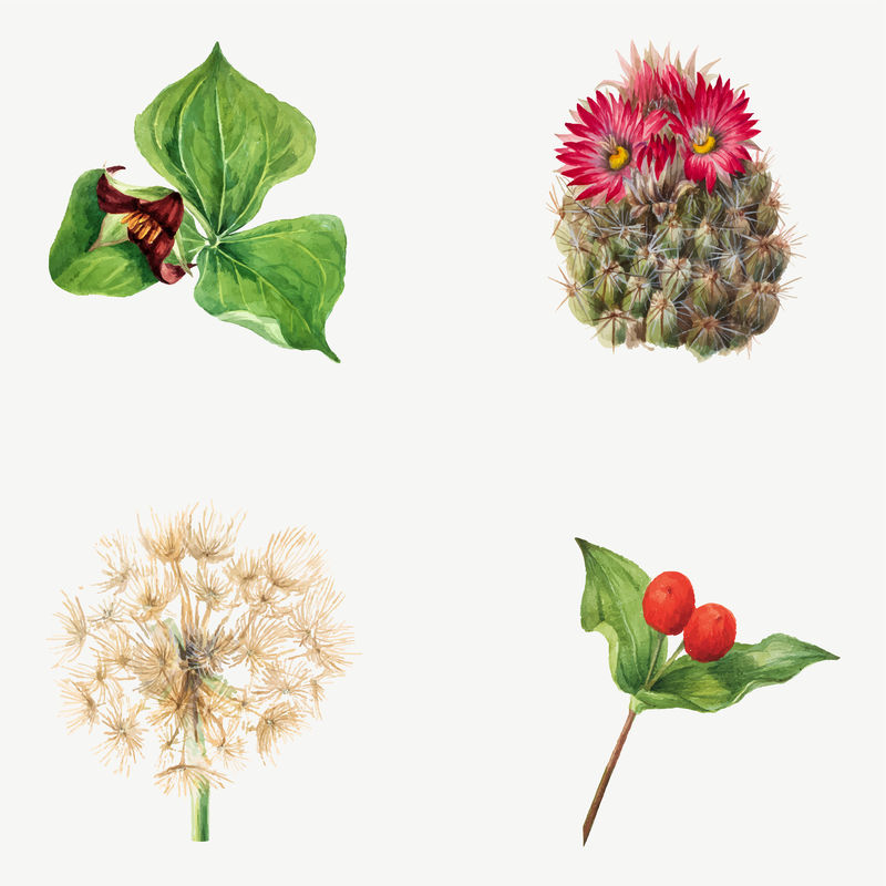 手工绘制的野生植物矢量植物插图集由Mary Vaux Walcott的艺术作品混合而成
