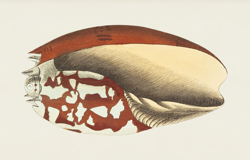 来自自然者的埃塞俄比亚王冠或埃西奥皮亚蜗壳插图&#x27；乔治·肖（1751-1813）的《s杂项》（1789-1813）