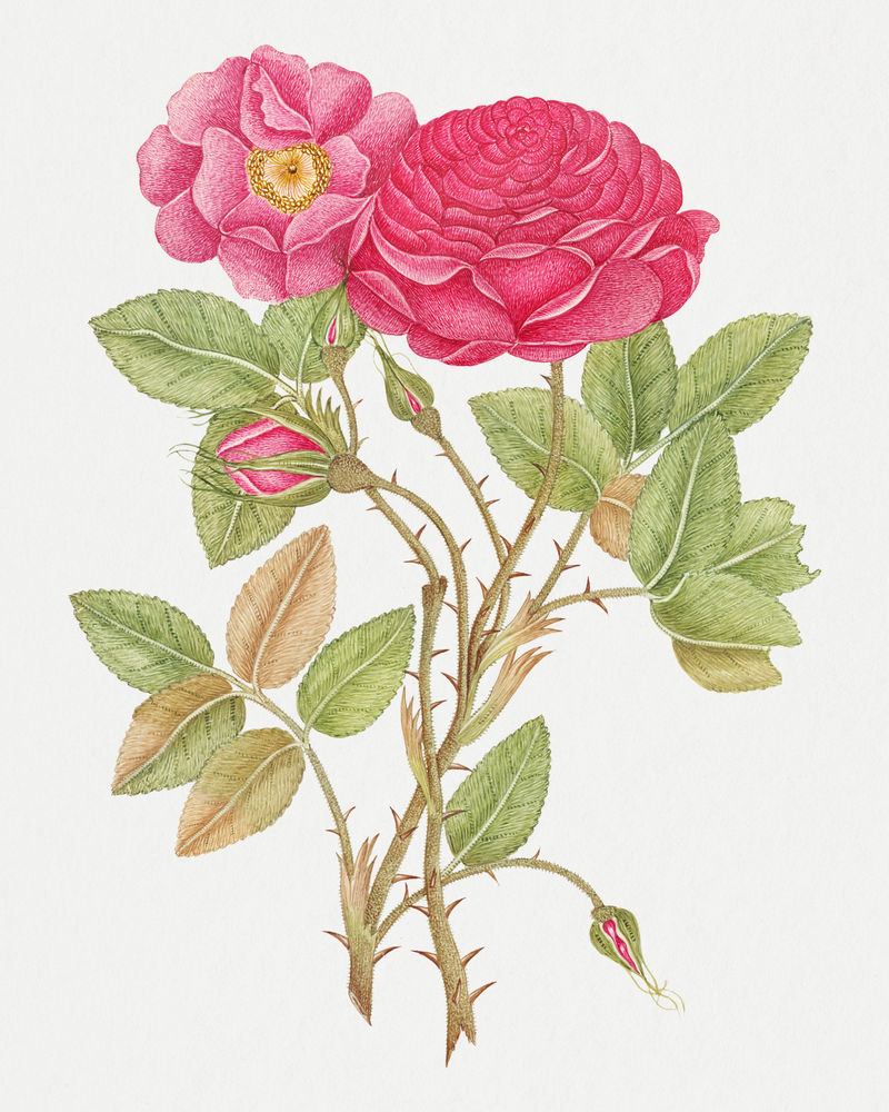 复古花卉插图从18世纪的艺术作品从史密森档案混合