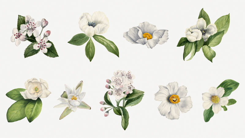 白色花朵psd植物插图套装由Mary Vaux Walcott的艺术作品混合而成