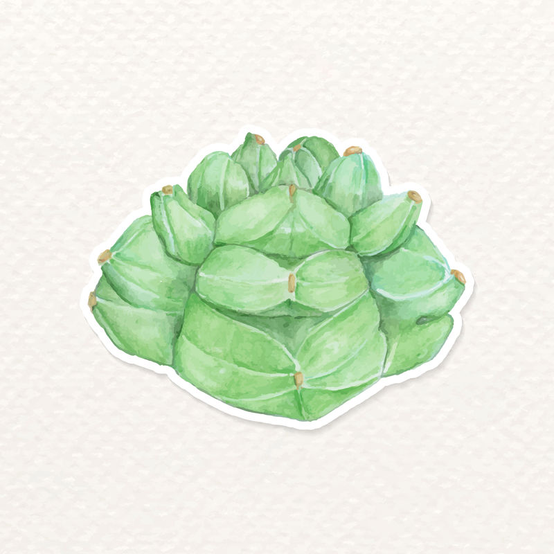 Astrophytum kikko仙人掌水彩贴纸png