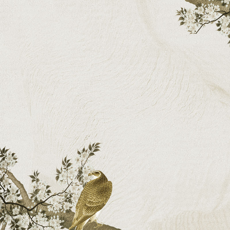 樱花枝上的苍鹰背景插图